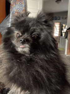 CBD for collapsed trachea in dogs review