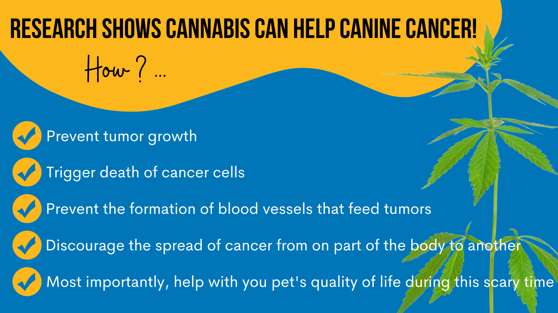 CBD Oil For Dogs With Cancer CBD Dog Health