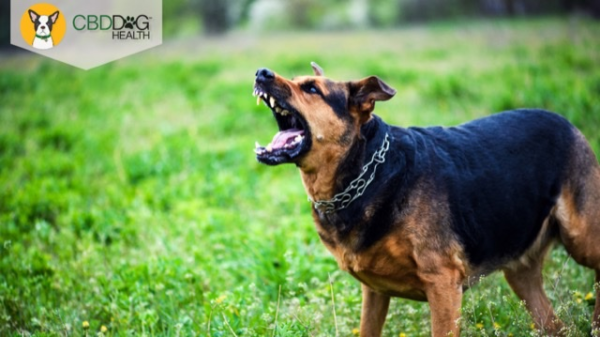 cbd for dog aggression, aggressive dogs, reactive dogs