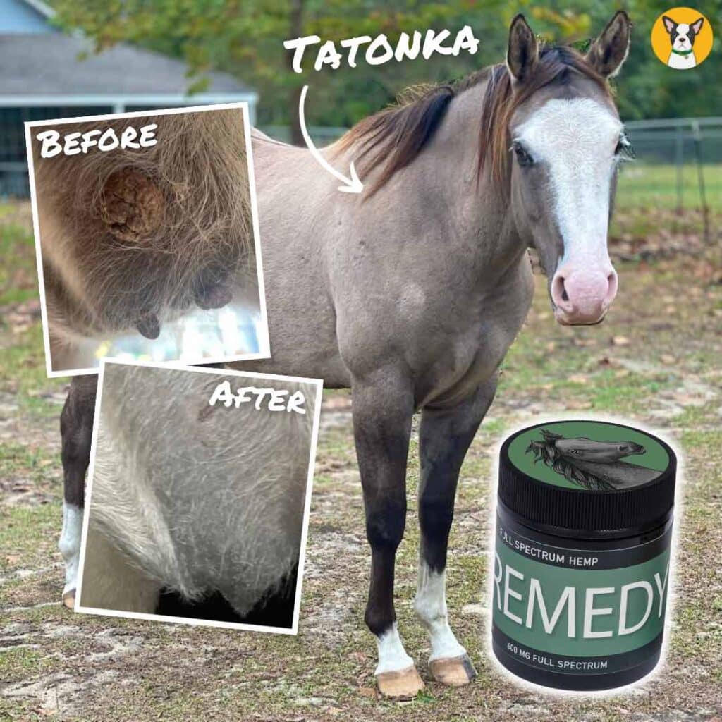 topical CBD for horses skin issues remedy before and after cbd salve for horses