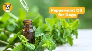 peppermint oil for dogs, is peppermint oil safe for dogs peppermint essential oil