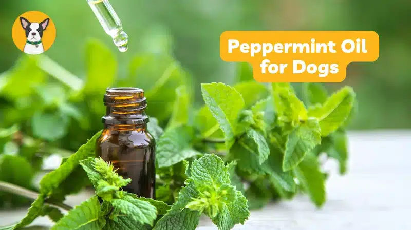 peppermint oil for dogs, is peppermint oil safe for dogs peppermint essential oil