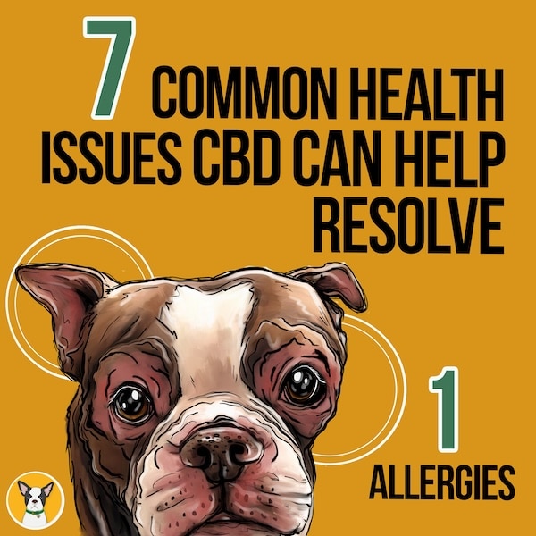 CBD for allergies - 7 Common Dog Health Issues CBD Can Help Resolve