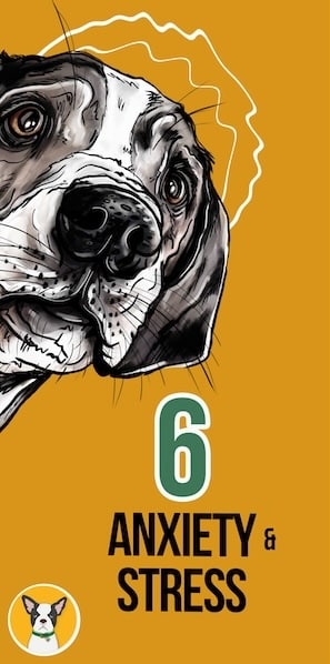 CBD for anxiety & stress - 7 Common Dog Health Issues CBD Can Help 