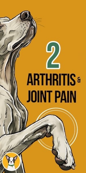 CBD for arthritis & joint pain - 7 Common Dog Health Issues CBD Can Help 