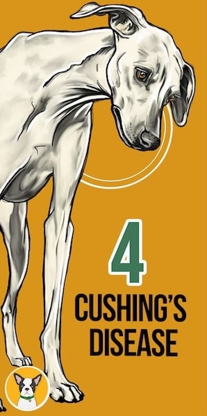 CBD for Cushing's Disease - 7 Common Dog Health Issues CBD Can Help 