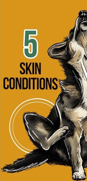 CBD for dog skin conditions - 7 Common Dog Health Issues CBD Can Help 