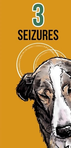 CBD for seizures - 7 Common Dog Health Issues CBD Can Help 