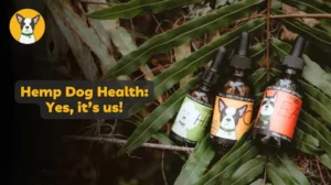 hemp dog health