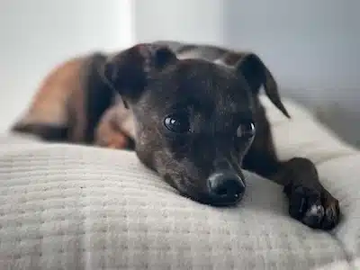 calm dog how to calm a stressed dog naturally cbd for calm stress dogs
