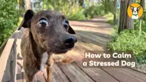 how to calm a stressed dog how to calm my dog natural stress remedies for dogs