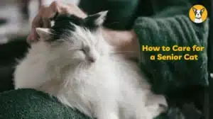 how to care for a senior cat how to support senior cats aging cat old cat supplements