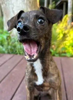 stressed dog signs of stress in dogs causes of dog stress