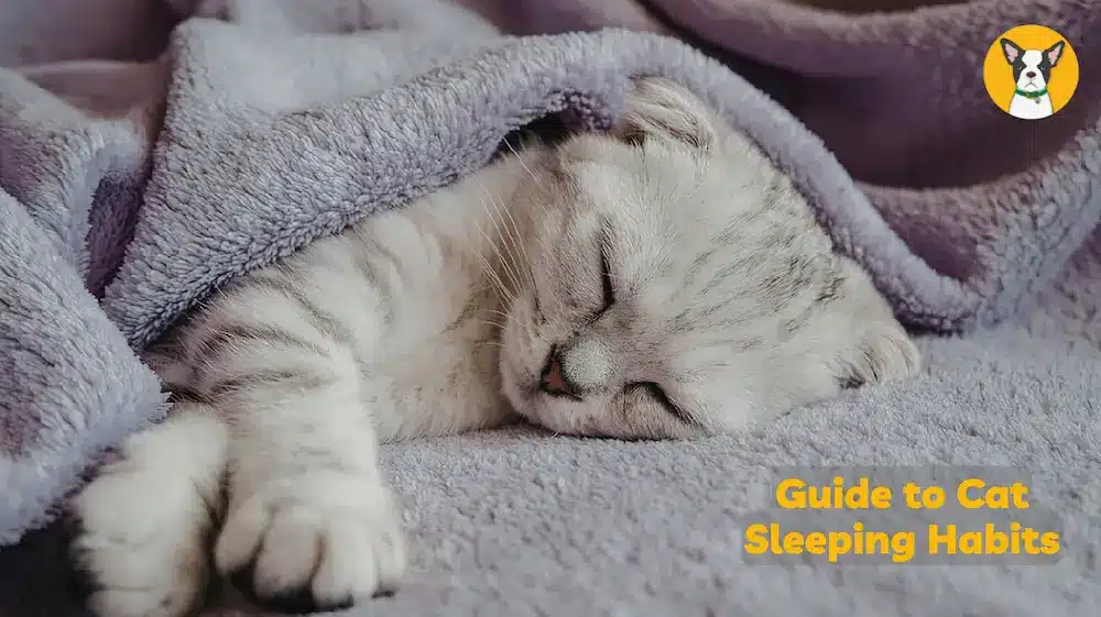 cat sleeping habits why do cats sleep so much how much do cats sleep