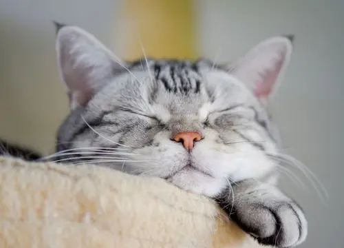 how much do cats sleep is my cat sleeping too much